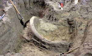 mammoth-tusk-gallery